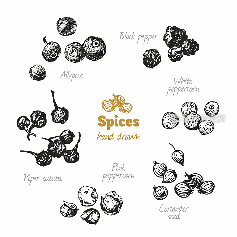 Assorted peppers isolated on white vector hand drawn illustration